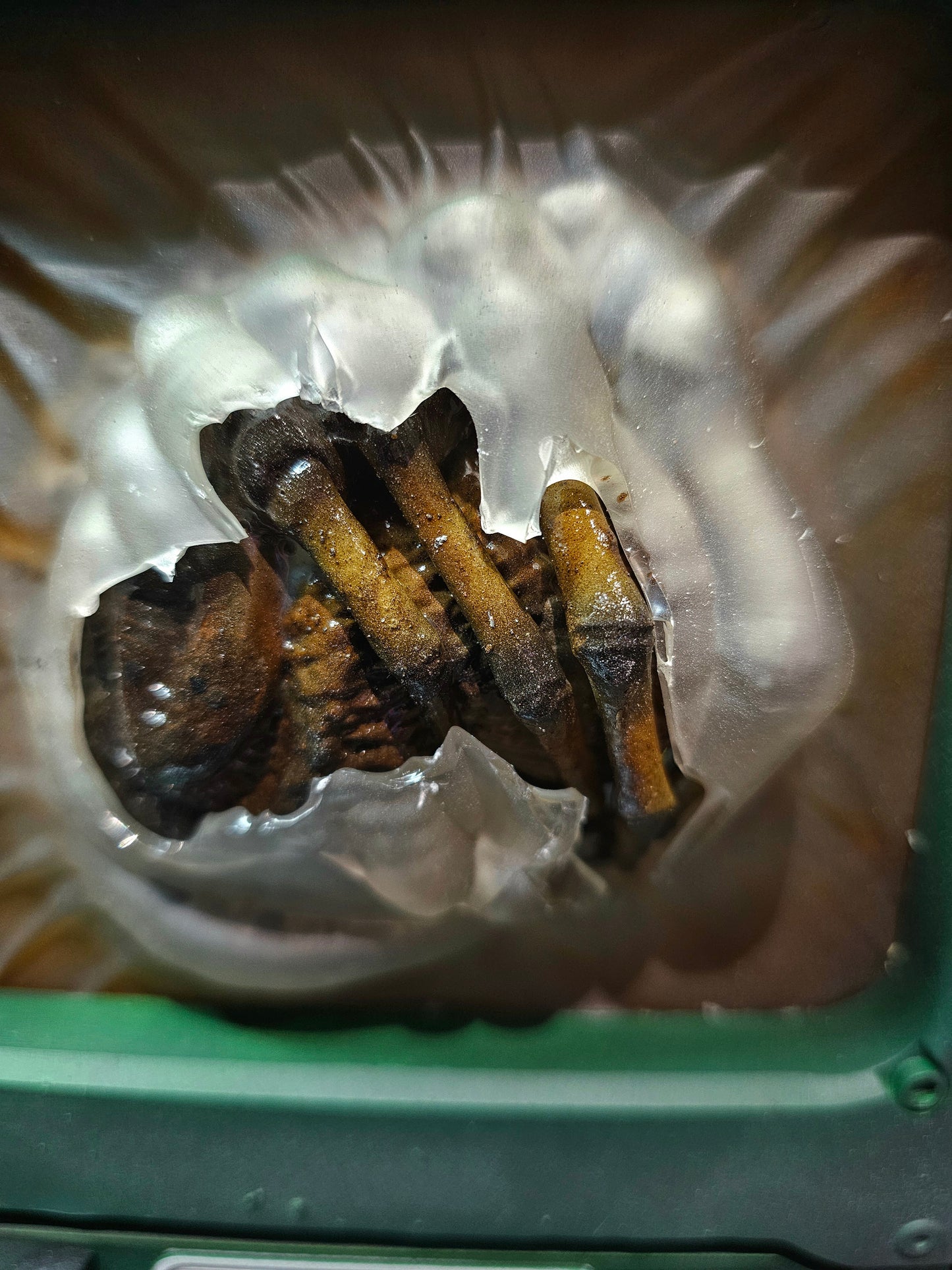 Alien Romulus 1/2 Scale Facehugger Stasis movie prop