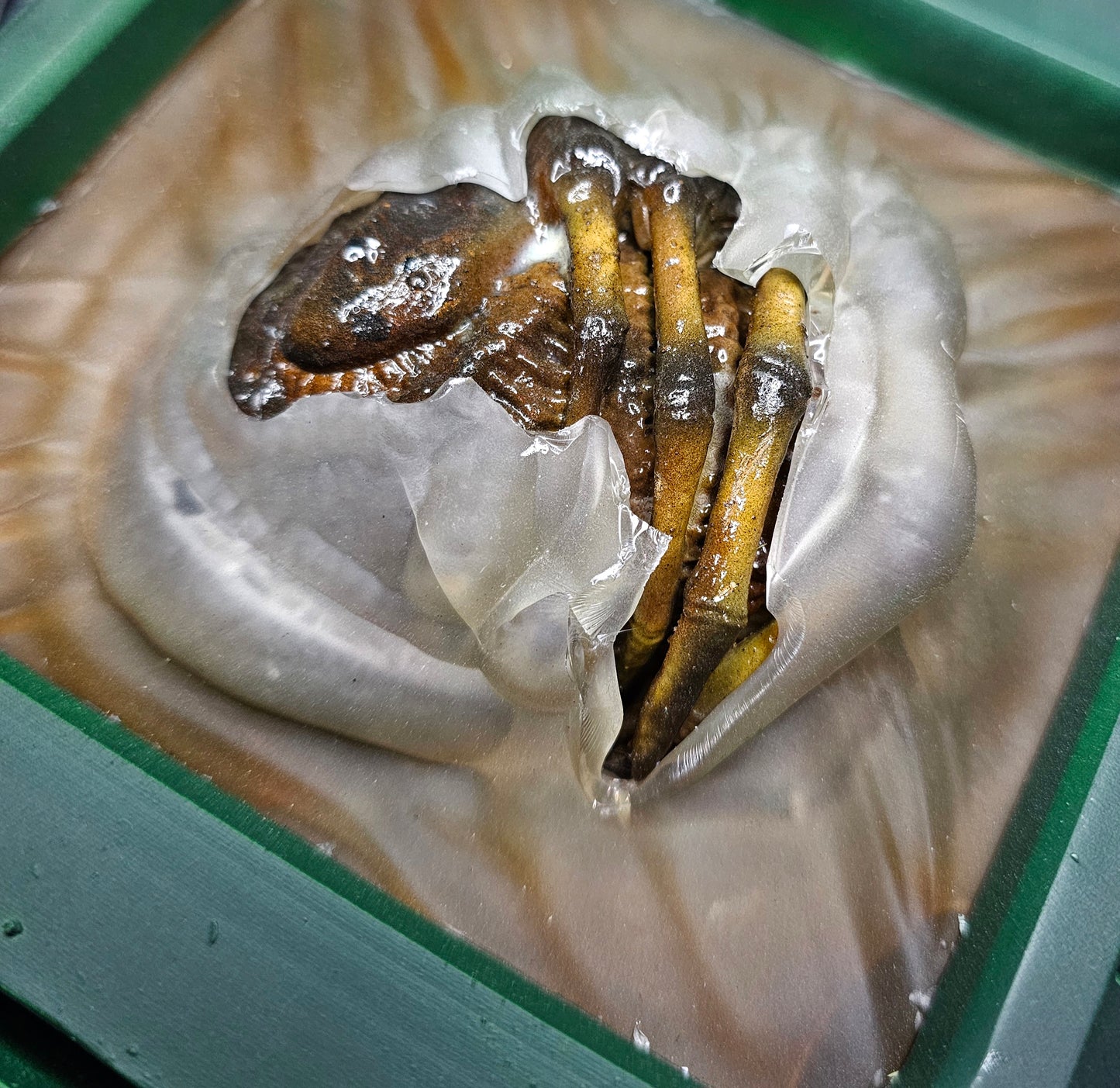 Alien Romulus 1/2 Scale Facehugger Stasis movie prop